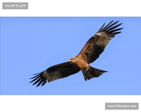 雪鹰凌空,剑啸乾坤之力 雪鹰凌空,剑啸乾坤之力